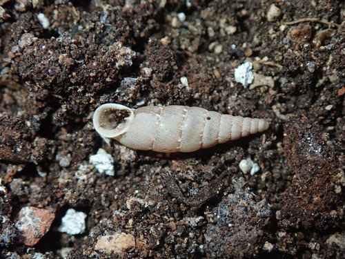 Zarezasta zaklopnica (Papillifera papillaris)