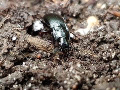 Pterostichus oblongopunctatus