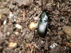 Pterostichus oblongopunctatus