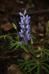 Lupinus diehlii