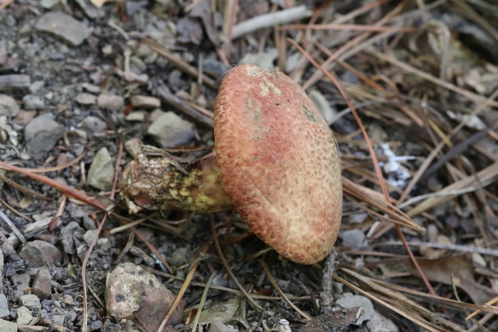 Suillus spraguei · September 2021 · photo: © ninacourlee (iNaturalist, cc-by)
