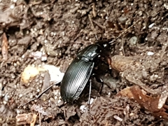 Pterostichus oblongopunctatus