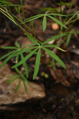 Lupinus diehlii
