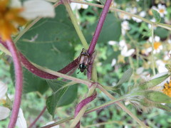 Callirhinus metallescens