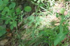 Bupleurum longiradiatum