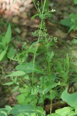 Bupleurum longiradiatum