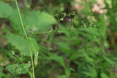Bupleurum longiradiatum