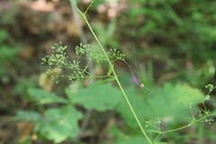Bupleurum longiradiatum