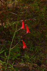 Penstemon wislizeni