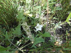 Convolvulus capensis