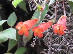 Moussonia jaliscana