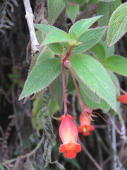 Moussonia jaliscana