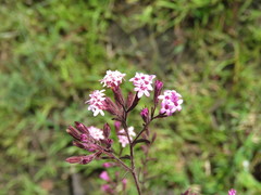 Stevia viscida