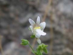 Nemesia viscosa
