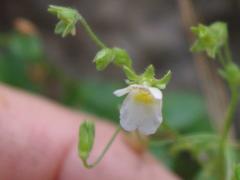 Nemesia viscosa