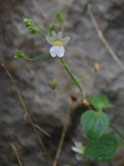 Nemesia viscosa