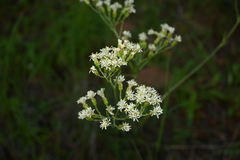 Psacalium decompositum