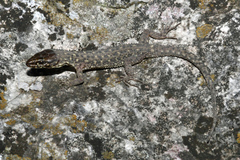 Madrean Tropical Night Lizard photo 2