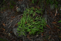 Psacalium decompositum