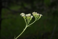 Psacalium decompositum