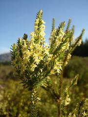 Struthiola striata
