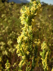 Struthiola striata