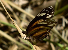 Castilia