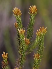 Helichrysum hamulosum