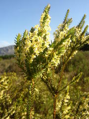 Struthiola striata