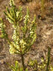 Struthiola striata