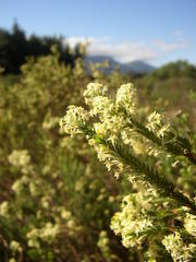 Struthiola striata