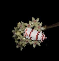 Cyana perornata