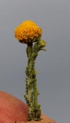 Pentzia