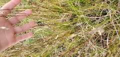 Carex silicea