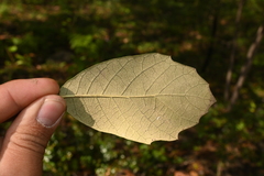 Quercus sideroxyla