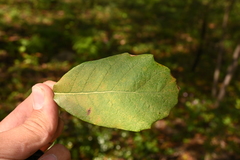 Quercus sideroxyla