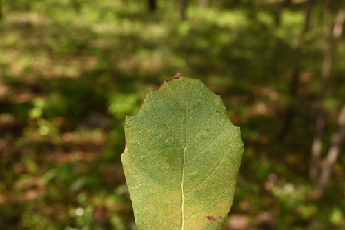 Image of Quercus sideroxyla by (c) Dante S. Figueroa, some rights reserved (CC BY-SA)