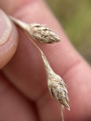 Carex silicea
