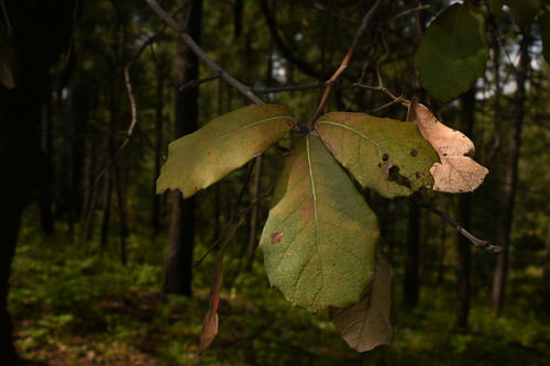 Image of Quercus sideroxyla by (c) Dante S. Figueroa, some rights reserved (CC BY-SA)