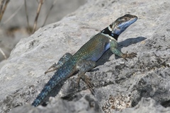 Sceloporus minor