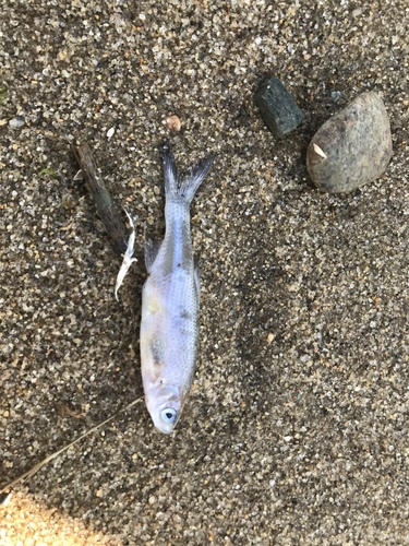 Golden Shiner, Ryder Way, Plymouth, MA, US, photo 10 of 10
