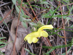 Crocanthemum glomeratum