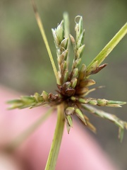 Cyperus filicinus