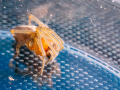 Cheiracanthium erraticum