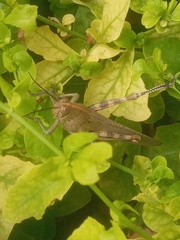 Anacridium aegyptium