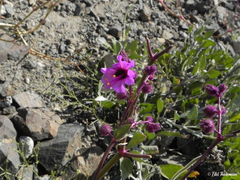Mirabilis acuta