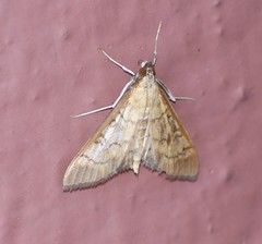 Mimorista trimaculalis