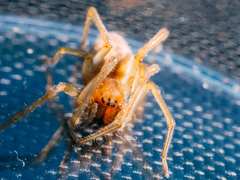 Cheiracanthium erraticum