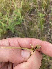 Cyperus filicinus