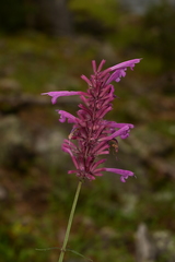 Agastache pallida